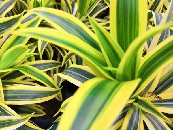 Variegated zielony żółty z białymi pięknymi liśćmi tropikalnych roślin dracaena tło — Zdjęcie stockowe