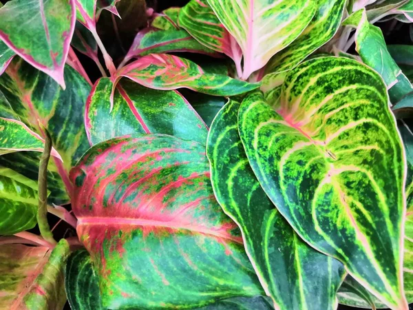 Striped colorful bright beautiful leaves calathea tropical plants background — Stock Photo, Image