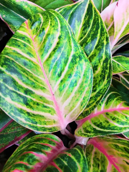 줄무늬가 있는 화려하고 아름다운 잎들 이 열 대 식물의 배경을 이루고 있다 — 스톡 사진