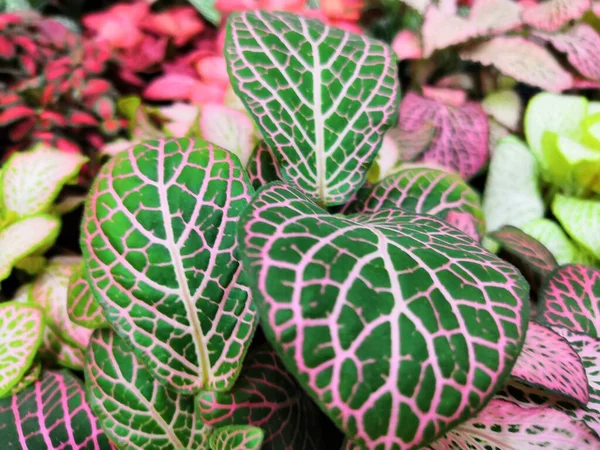 Striped colorful bright beautiful leaves of tropical plants fittonia background — Stock Photo, Image