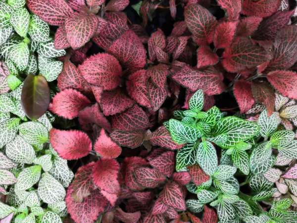 Striped colorful bright beautiful leaves of tropical plants fittonia background — Stock Photo, Image