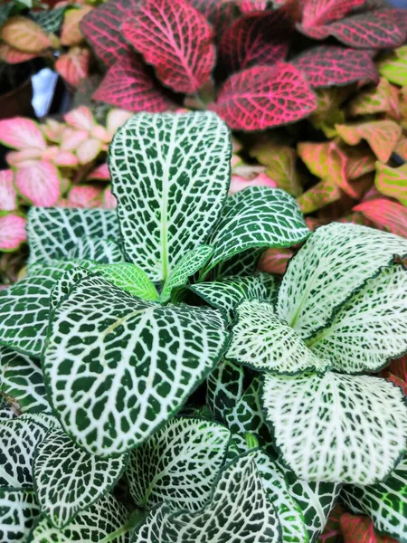 Çizgili parlak parlak yapraklar tropikal bitkilerin fittonik arka planında — Stok fotoğraf