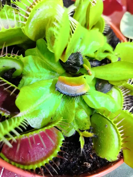 Predator Venus Flytrap Plant. Hojas de Venus Flytrap. Planta carnívora exótica brillante, comiendo insecto. Venus atrapamoscas —  Fotos de Stock