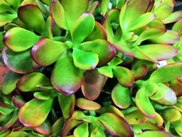 Crassula arborescens hojas de plata, borde rojo y pequeñas manchas en la superficie, la luz del sol crea la ilusión de profundidad —  Fotos de Stock