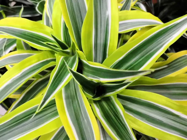 Variegated zelená žlutá s bílou krásné listy tropické dracaena rostlin na pozadí — Stock fotografie