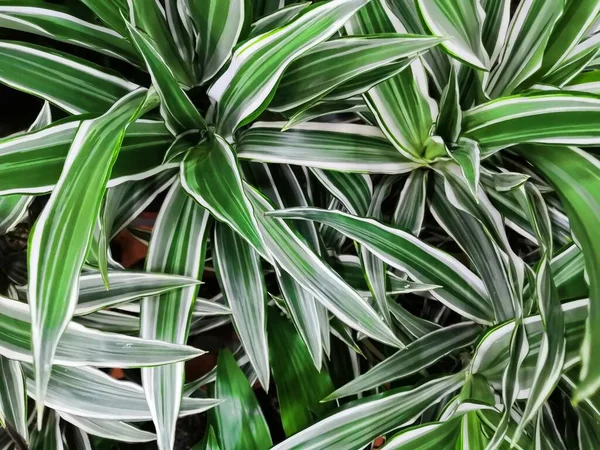 Variegerad grön gul med vita vackra blad tropiska dracena växter bakgrund — Stockfoto