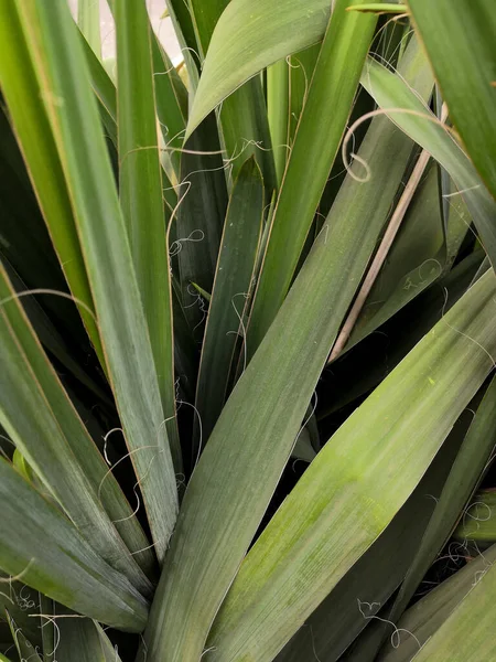 Close-up van groene Yucca-abstracte achtergrond — Stockfoto