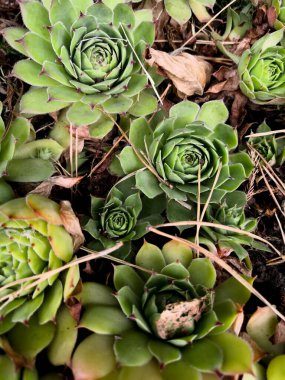 Çiçekler arka planı sulandırır. Kaktüs ve Succulent Echeveria