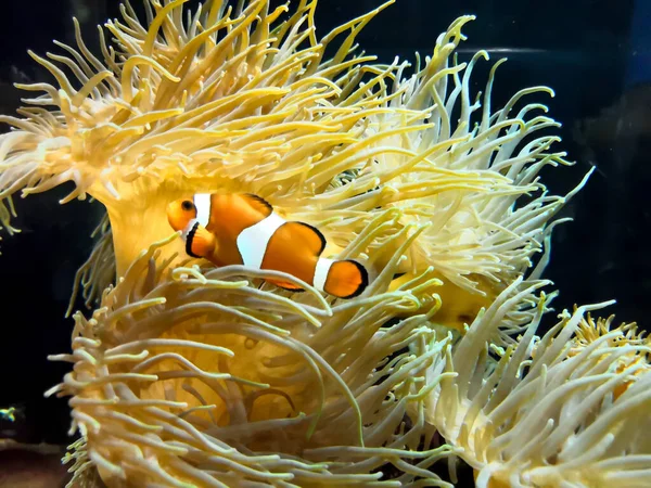 Clown fish swimming near colorful corals, abstract natural background, beautiful wildlife, wonderful nature