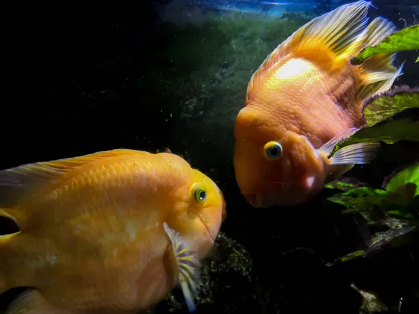 Red Parrot Cichlid fishes in aquarium. Orange Parrot fish on background blue water and green seaweed.