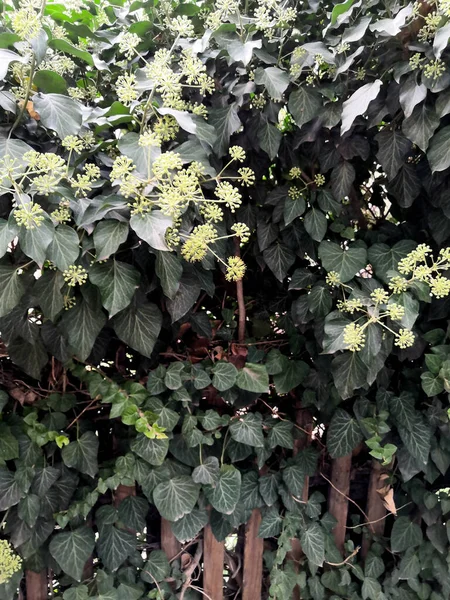 Cerca verde de la pared del árbol con piso de hormigón aislado sobre fondo blanco para el parque o jardín decorativo, recorte de arbusto o arbusto — Foto de Stock