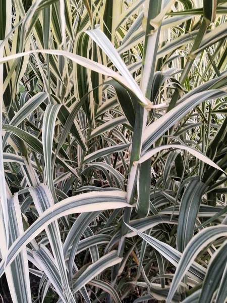 Variegate long leaves background. Decorative long grass, evergreen sedge with white and green striped foliage. — ストック写真