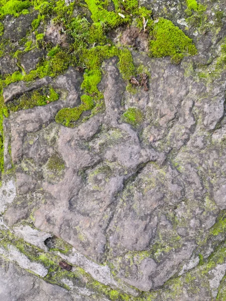 灰砖墙上有明亮的绿色苔藓. 背景砖墙，绿色苔藓，质地粗糙，背景 — 图库照片