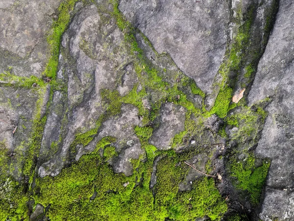 Brillante musgo verde en una pared de ladrillo gris. pared de ladrillo de fondo, musgo verde en textura grunge, fondo —  Fotos de Stock