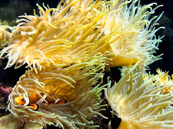 Clown fish swimming near colorful corals, abstract natural background, beautiful wildlife, wonderful nature