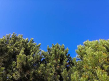 Mavi gökyüzü arka planda mavi ladin. Berrak güneşli rüzgarsız bir gün. Mavi ladin oyun dalları