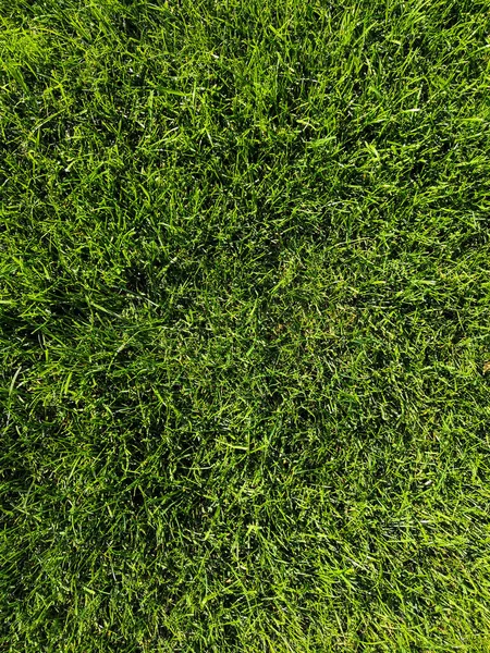 Green grass background texture. Golf or football field. Background and texture of green grass pattern from golf course