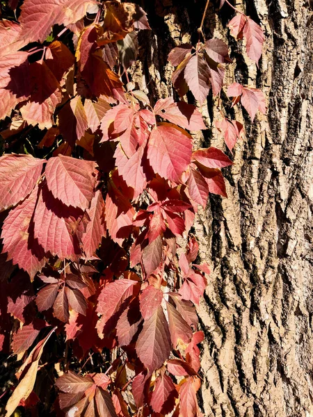 Rosso autunno foglie di arrampicata partenocisso e marrone albero corteccia sfondo — Foto Stock