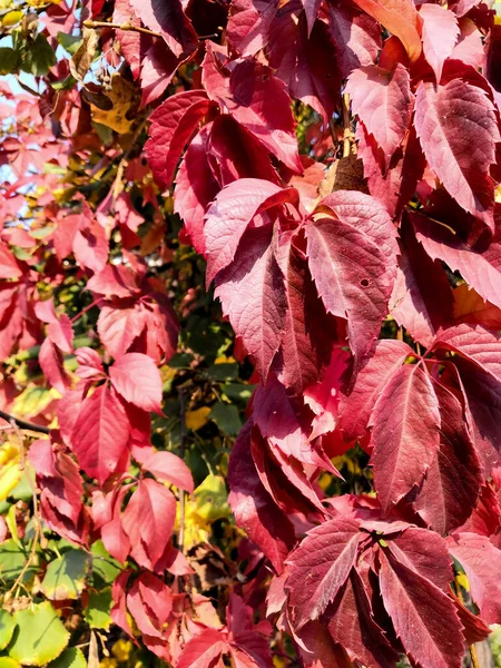 Rosso autunno foglie di arrampicata partenocisso sfondo — Foto Stock