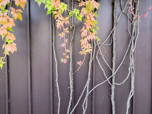 Pianta rampicante sullo sfondo della recinzione marrone — Foto Stock