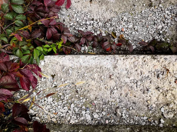 Autumn red and green leaves on grey background of steps background