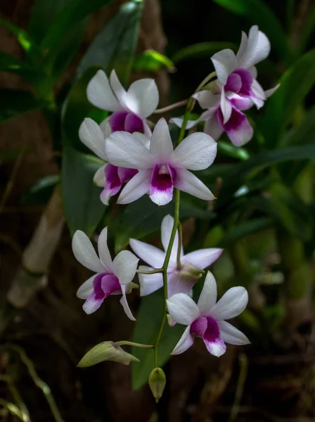 島で撮影された花 — ストック写真