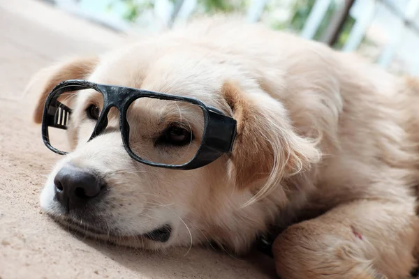 Branco Cão Masculino Usar Óculos Sentar Deitar Chão Fazer Bonito — Fotografia de Stock