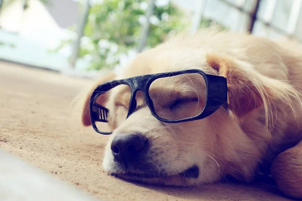 Branco Cão Masculino Usar Óculos Sentar Deitar Chão Fazer Bonito — Fotografia de Stock