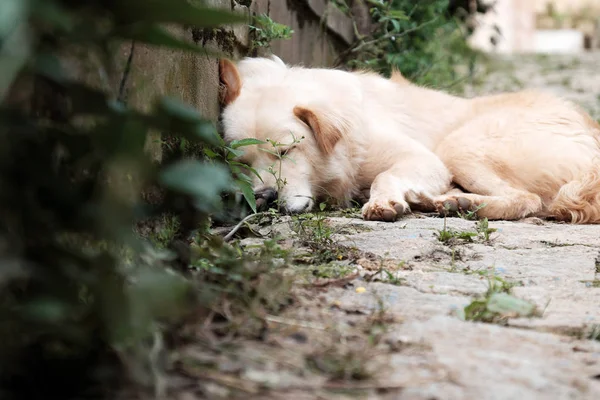 Λευκό Αρσενικό Σκυλί Κουρασμένος Από Άρρωστος Κατοικίδιο Ζώο Ξαπλωμένη Και — Φωτογραφία Αρχείου