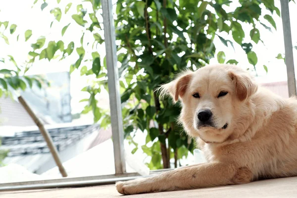 White male dog tired by sick, pet lying and sleeping oudoor