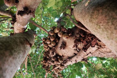İnanılmaz büyük incir ağacı zengin meyve ve büyük gölgelik ağaca Da Lat, Viet Nam gün ile 