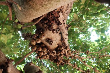 İnanılmaz büyük incir ağacı zengin meyve ve büyük gölgelik ağaca Da Lat, Viet Nam gün ile 