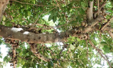 İnanılmaz büyük incir ağacı zengin meyve ve büyük gölgelik ağaca Da Lat, Viet Nam gün ile 