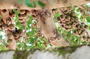İnanılmaz büyük incir ağacı zengin meyve ve büyük gölgelik ağaca Da Lat, Viet Nam gün ile 
