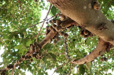 İnanılmaz büyük incir ağacı zengin meyve ve büyük gölgelik ağaca Da Lat, Viet Nam gün ile 