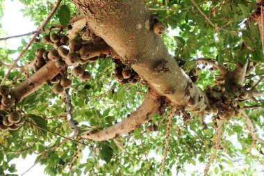 İnanılmaz büyük incir ağacı zengin meyve ve büyük gölgelik ağaca Da Lat, Viet Nam gün ile 