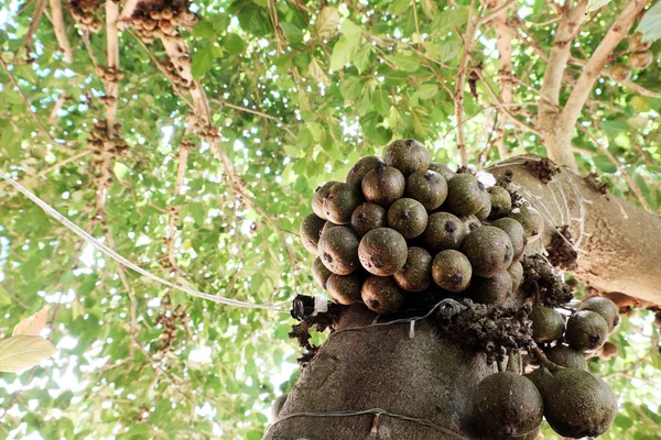 İnanılmaz büyük incir ağacı zengin meyve ve büyük gölgelik ağaca Da Lat, Viet Nam gün ile 