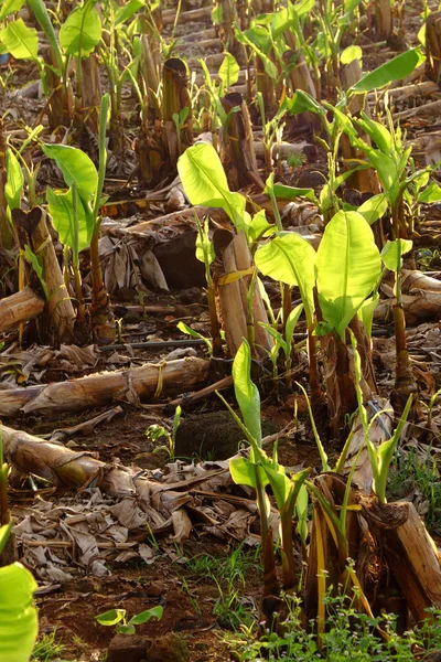 Grande Campo Banana Noite Dong Nai Vietnã Grande Plantação Com — Fotografia de Stock