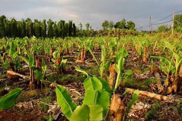Nagy Banán Mező Este Dong Nai Vietnam Nagy Ültetvényt Sok — Stock Fotó