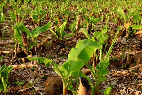 Velký Banán Pole Večer Dong Nai Vietnam Velké Plantáže Mnoha — Stock fotografie