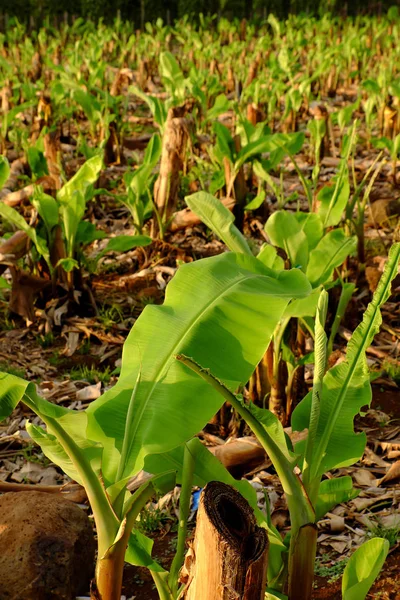 Grande Campo Banana Noite Dong Nai Vietnã Grande Plantação Com — Fotografia de Stock