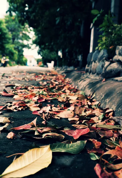 Folhas Caídas Coloridas Rua Temporada Outono Fazem Belo Fundo Outono — Fotografia de Stock