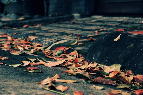 Colorful Fallen Leaves Street Fall Season Make Beautiful Autumn Background — Stock Photo, Image