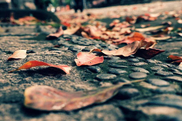 Folhas Caídas Coloridas Rua Temporada Outono Fazem Belo Fundo Outono — Fotografia de Stock