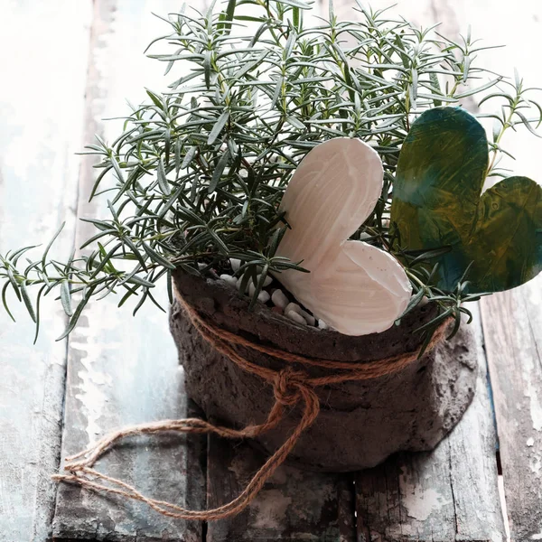 Rosemary Pot Heart Table Decorate Indoor Space Herbs Aroma Also — Stock Photo, Image