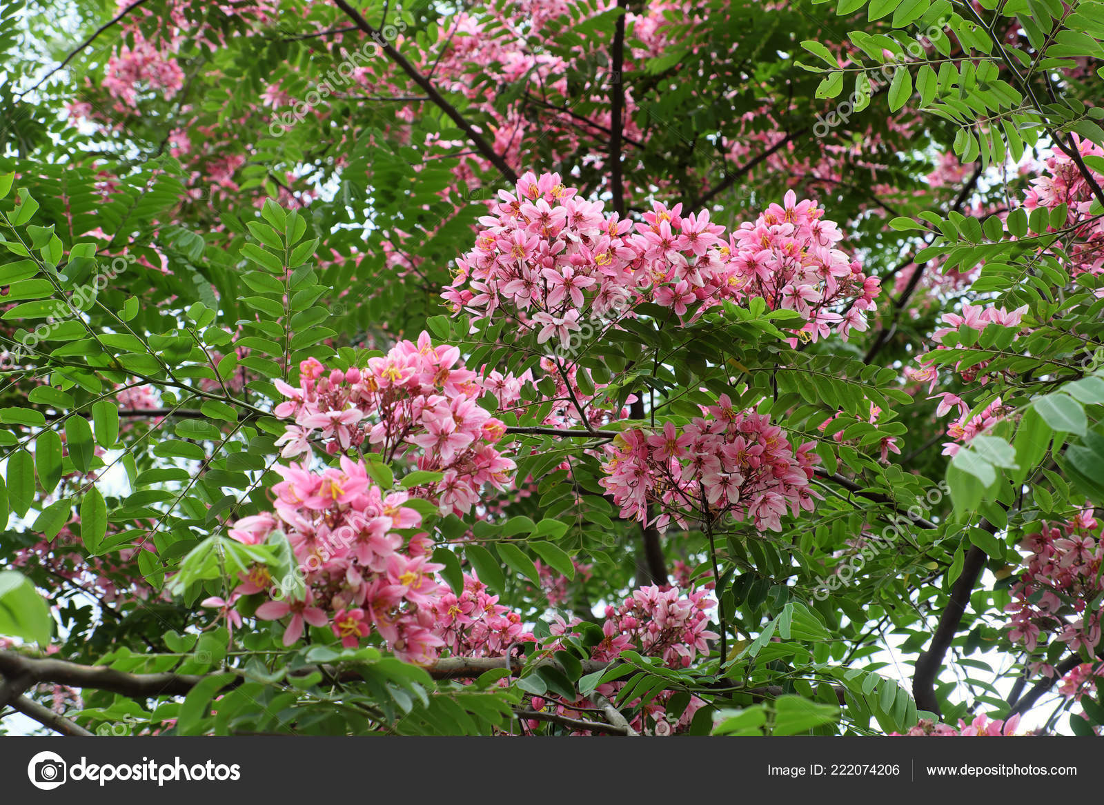 Rose Fleur Sur A Arbre Tokyo Banque De Photo