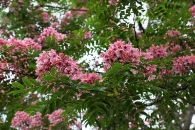 Güzel büyük ağaç pembe çiçek, vermilyon gösterişli ağaç çiçek gün canlı renkler ile