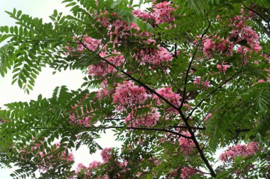 Güzel büyük ağaç pembe çiçek, vermilyon gösterişli ağaç çiçek gün canlı renkler ile