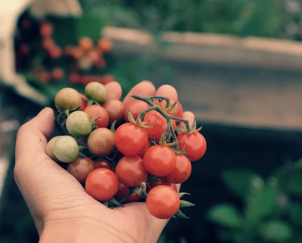 Tangan Wanita Panen Tomat Ceri Liar Tumbuh Kebun Menutup Gambar — Stok Foto
