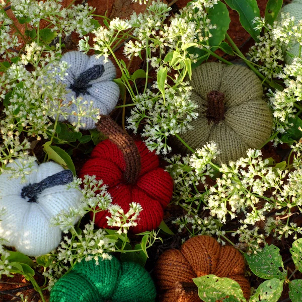 Grupp Färgglada Pumpor Trädgården Gräs Mark Med Små Blommor Vitt — Stockfoto